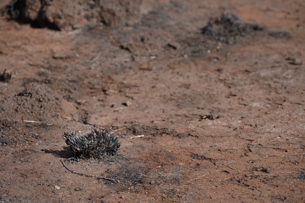 The Lahaina Fire Could Prompt The State To Change How It Manages Water On Maui