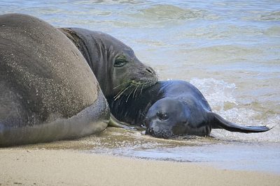 State Worker Charged In Monk Seal Pup Death Repeatedly Let Dogs Off Leash