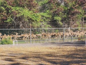 17,000 Axis Deer Were Killed On Maui This Year, But They Just Keep Coming