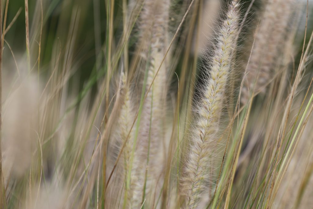 Fast-Growing And Fire-Resistant Grasses Are Flourishing In Hawaii