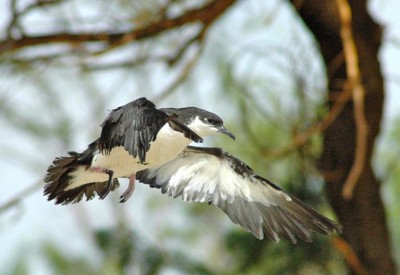 Lawsuits Seek To Protect Hawaiian Seabirds From Too-Bright Streetlights