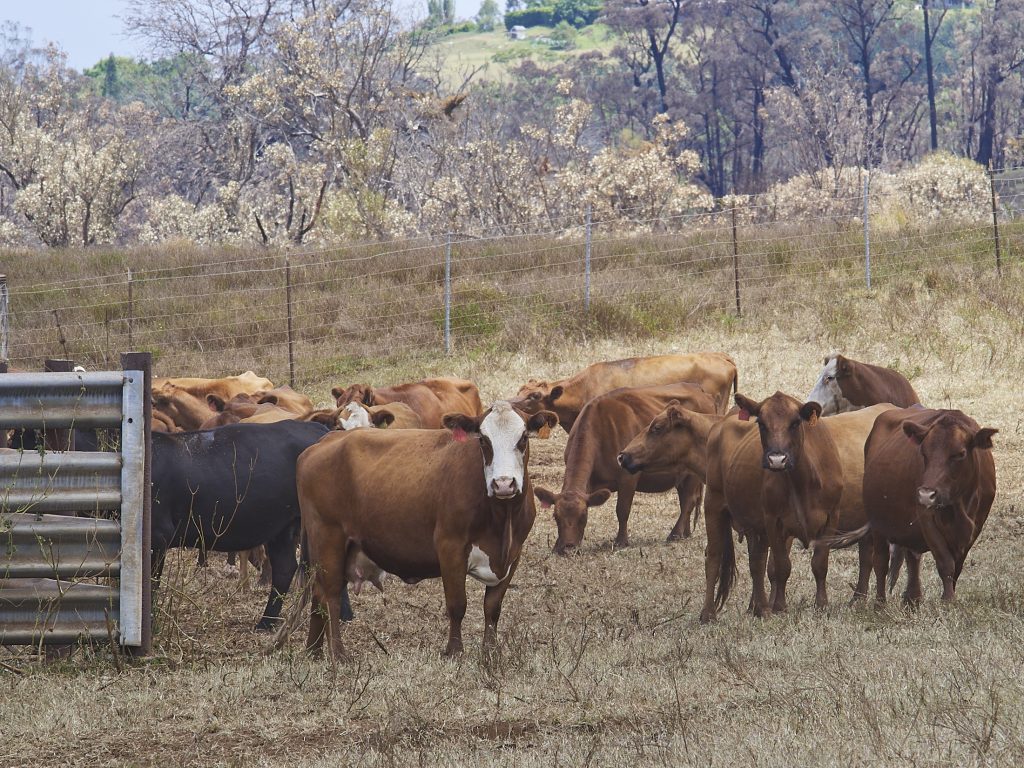 Maui’s Fire And Winds Also Took A Toll On Farmers And Ranchers