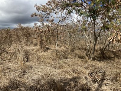 Danny De Gracia: We Cannot Ignore Oahu’s Wildfire Risk Any Longer