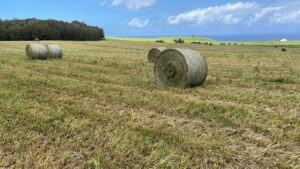 Hawaii’s Last Dairy Is Under Fire For Allegedly Violating Environmental Law