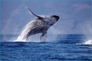 Matson Slows Down To Protect Whales, While Pasha Hawaii Speeds On