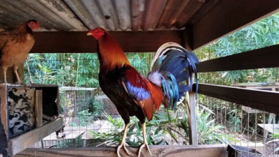Eric Stinton: Chickens Have Feelings Too, Scientists Say. So Where Does That Leave Cockfighting?